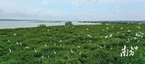南方日報頭版聚焦 湛江成功開發我國首個藍碳交易項目，彰顯生態與經濟協同發展新路徑